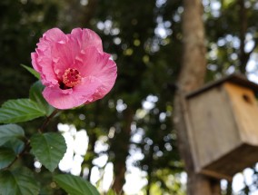 意大利花卉品种与云南通海花卉的魅力